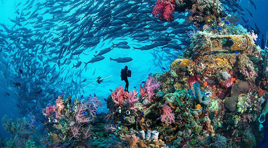 Yılbaşı Özel İzmir Hareketli Sunexpress İle Sharm El Sheıkh Turu 4 Gece